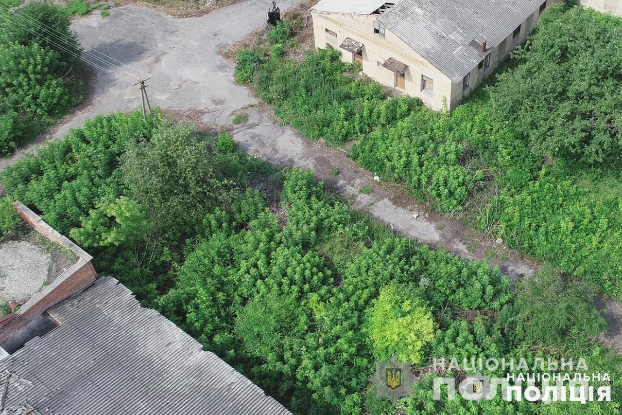 Поліція ліквідувала плантацію конопель, виявлену на Житомирщині за допомогою аеророзвідки