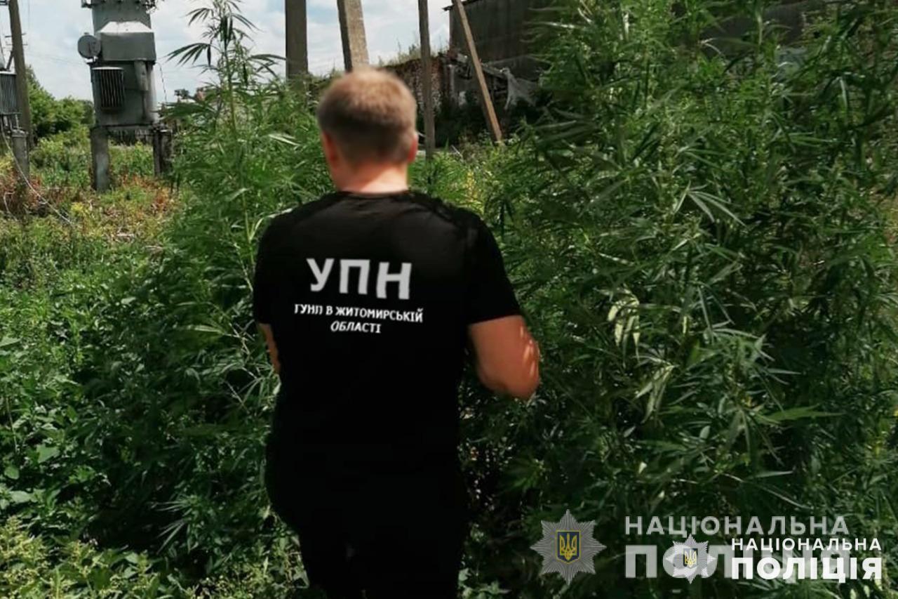 Поліція ліквідувала плантацію конопель, виявлену на Житомирщині за допомогою аеророзвідки