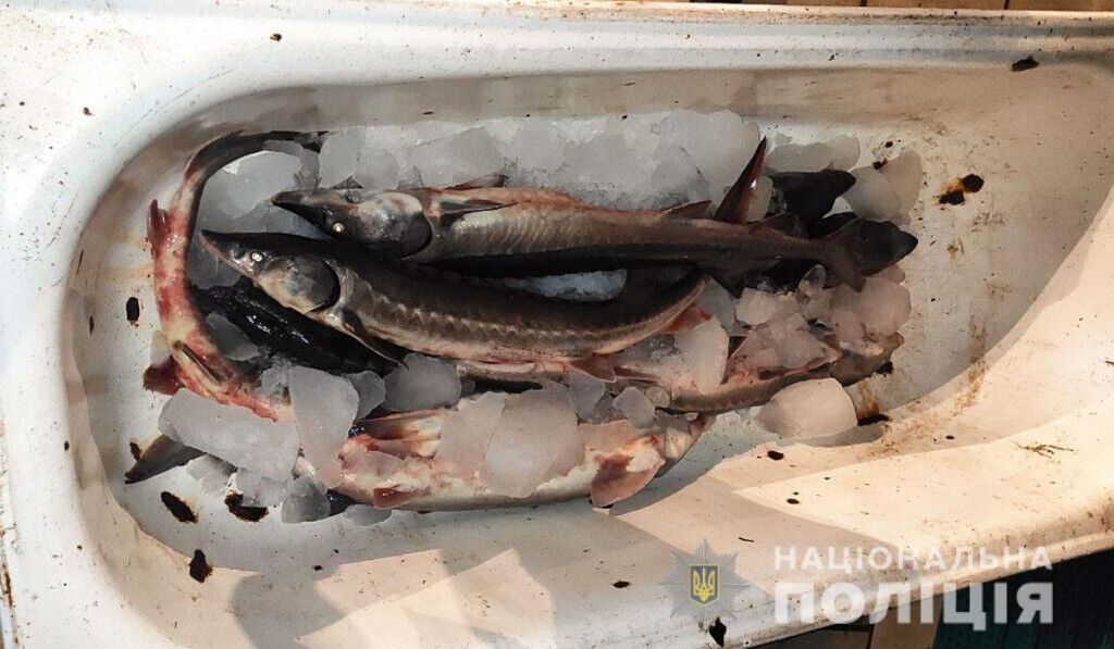 Поліцейські Донеччини викрили зловмисника, який займався незаконним виловом та продажем риби