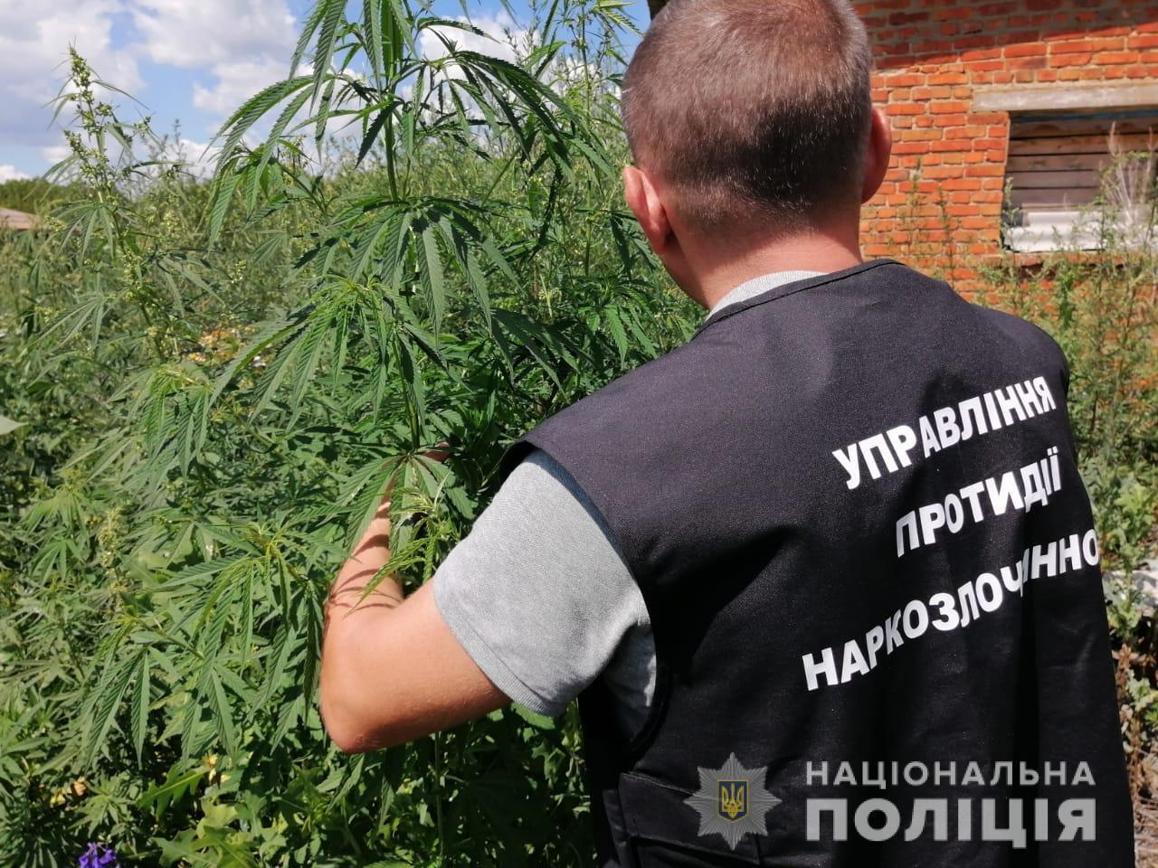 На Сумщині поліцейські виявили плантацію конопель