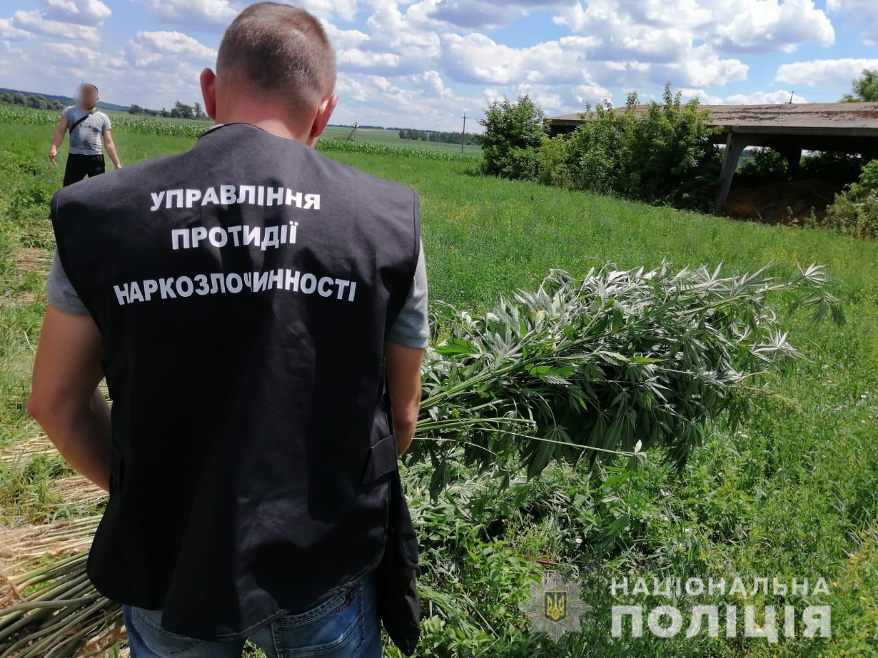 На Сумщині поліцейські виявили плантацію конопель