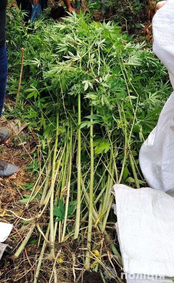 У Маріуполі оперативники управління протидії наркозлочинності викрили наркоаграрія