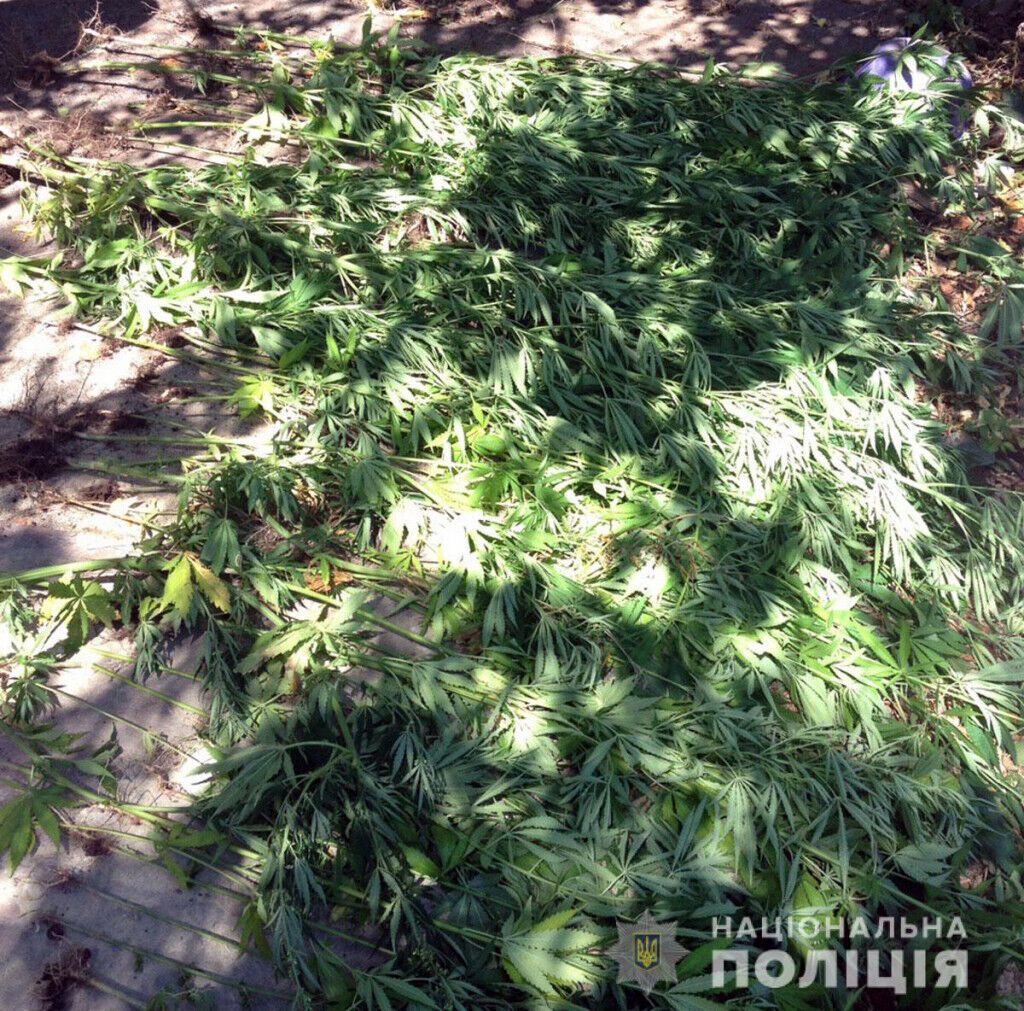 У жителя прифронтового Новолуганського поліцейські виявили наркопосів і партію марихуани