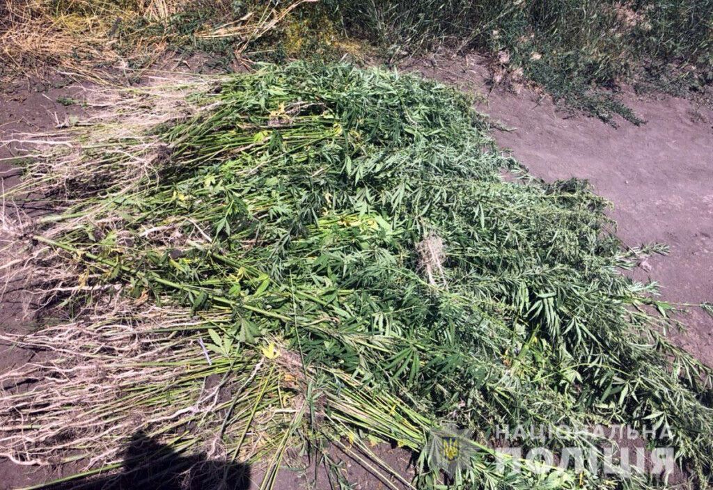 Поліцейські Донеччини знищили більше 8 000 кущів конопель