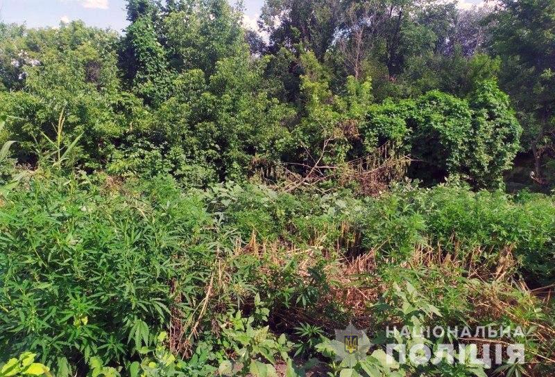 Поліцейські Добропілля ліквідували три наркопосіви