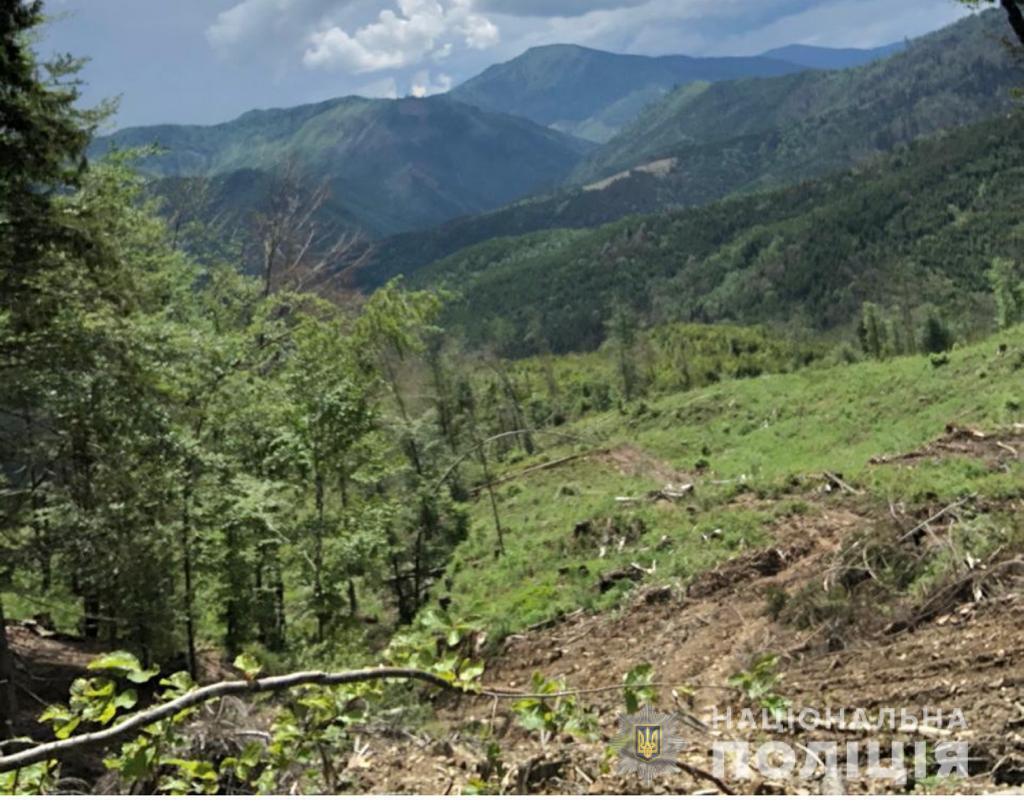 На Закарпатті скеровано до суду обвинувальний акт щодо посадовців, які допустили порубку лісу на три мільйони гривень