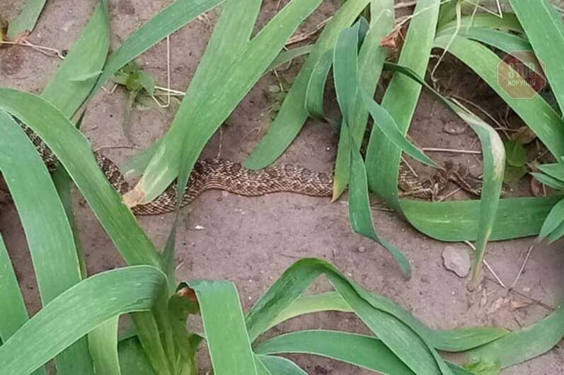  Фото: ДСНС Дніпропетровської області