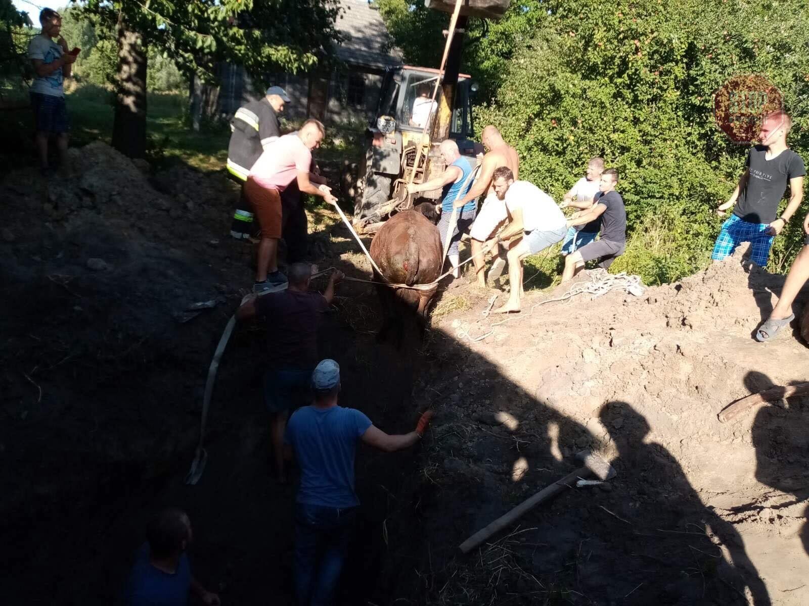 На Вінниччині в колодязь впала корова (фото)