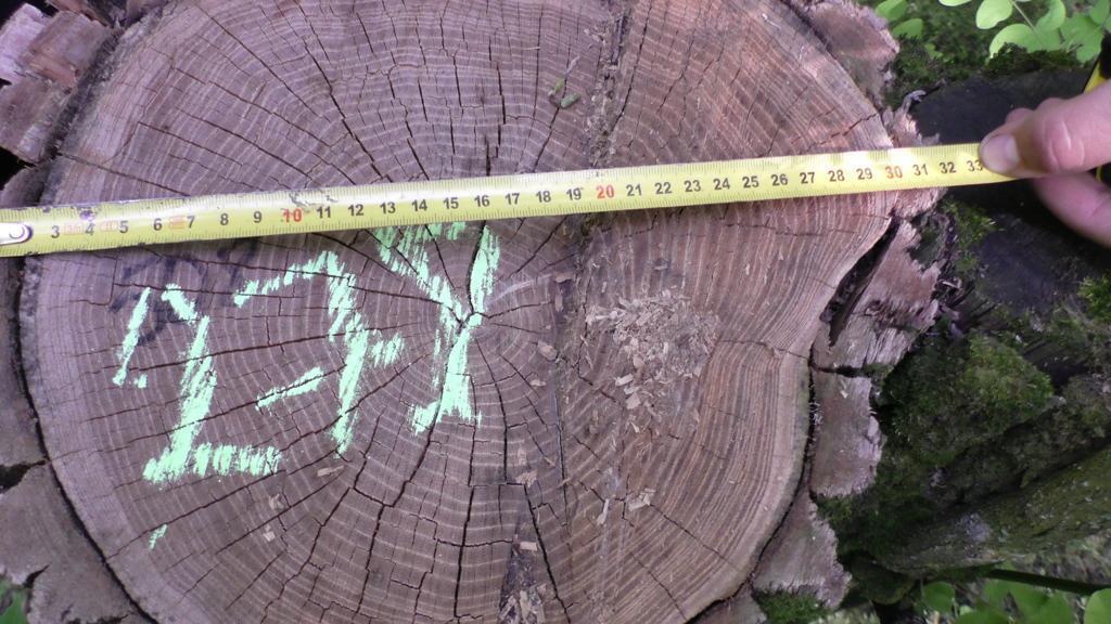 На Кіровоградщині майстра лісу підозрюють у службовій недбалості зі збитками у 2,5 млн грн (ФОТО)