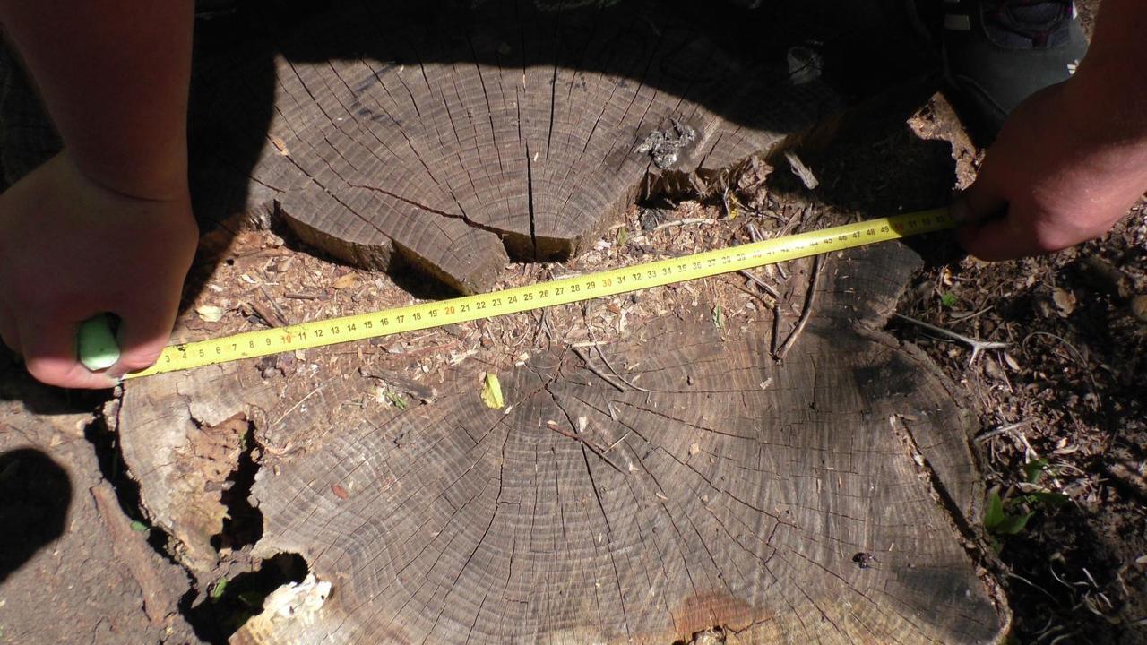 На Кіровоградщині майстра лісу підозрюють у службовій недбалості зі збитками у 2,5 млн грн (ФОТО)