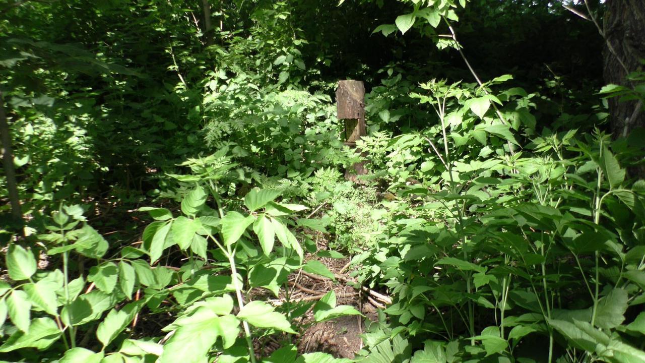 На Кіровоградщині майстра лісу підозрюють у службовій недбалості зі збитками у 2,5 млн грн (ФОТО)