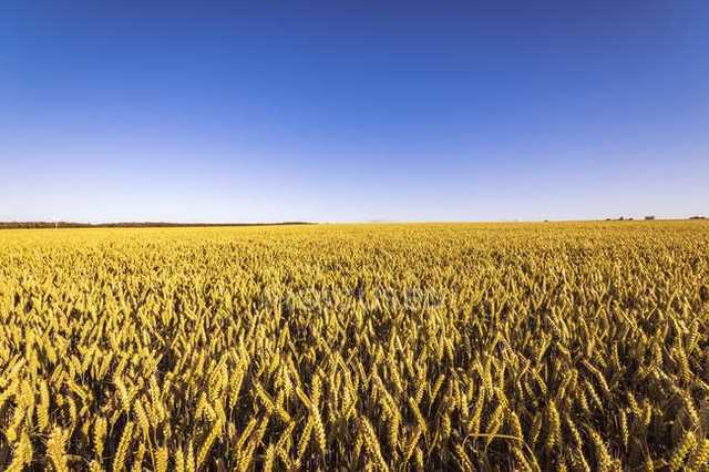 Генпрокуратура потребовала сгноить урожай зерновых на полях Харьковщины