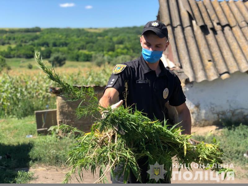 На Одещині поліцейські викрили чоловіка, який виростив на городі коноплі в людський зріст