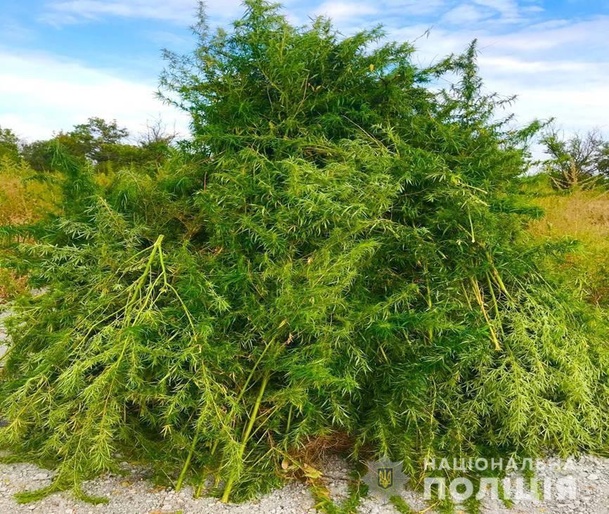 На Донеччині поліцейські знищіли 32 000 незаконно висіяних рослин конопель