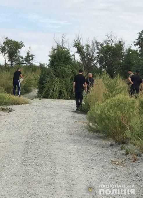 На Донеччині поліцейські знищіли 32 000 незаконно висіяних рослин конопель
