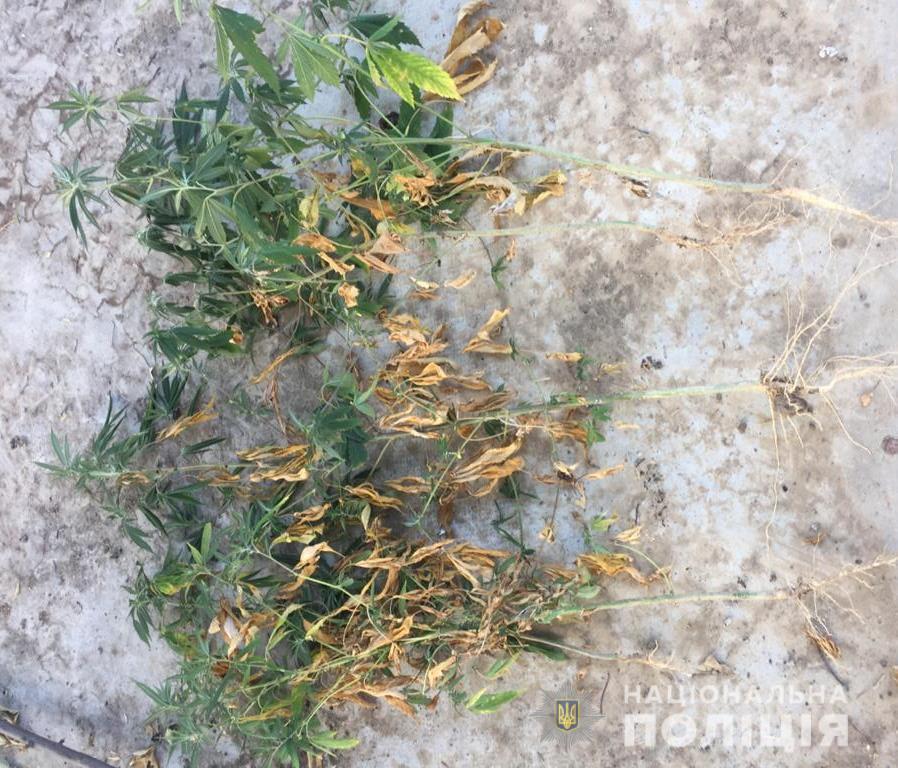 Усатівські поліцейські виявили в жителя громади незаконні посіви конопель
