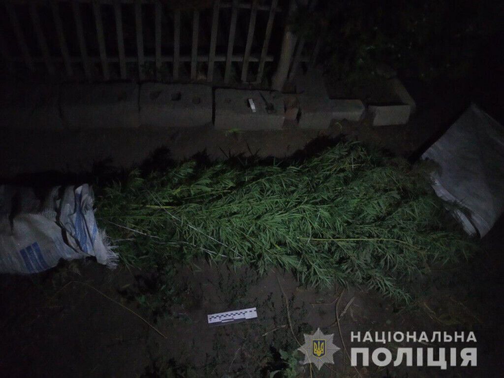 Посіви конопель та марихуана: за вихідні поліцейські Донеччини викрили шістьох нарколюбителів