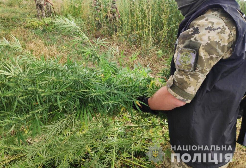 На Донеччині поліцейські та прикордонники ліквідували наркоплантацію