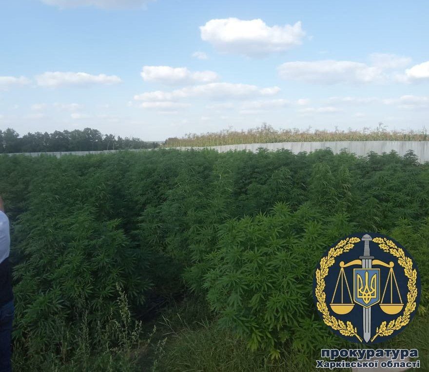 Вирощували понад 320 кущів коноплі: затримано двох чоловіків (ФОТО)
