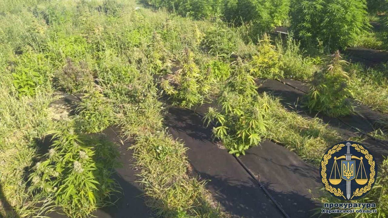Вирощували понад 320 кущів коноплі: затримано двох чоловіків (ФОТО)