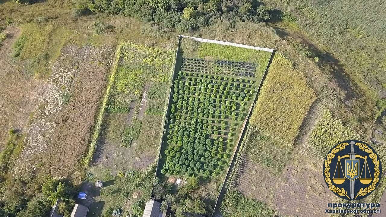 Вирощували понад 320 кущів коноплі: затримано двох чоловіків (ФОТО)