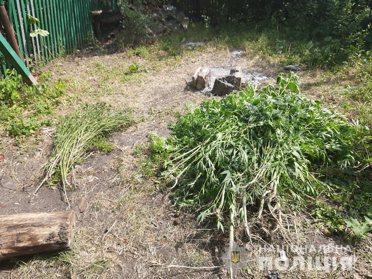 Поліцейські викрили двох жителів Одещини у вирощуванні конопель