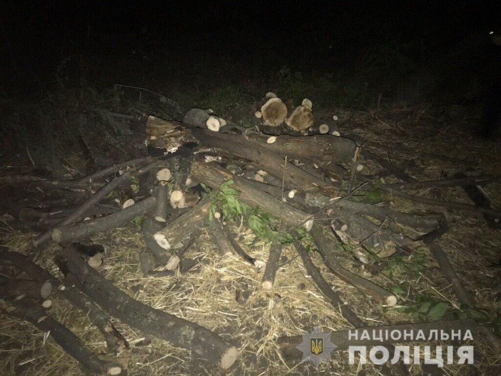 Поліція задокументувала незаконну порубку дерев у Слов'янському районі