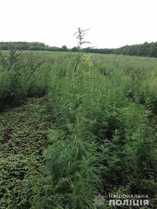 На Донеччині поліцейські знищіли 32 000 незаконно висіяних рослин конопель