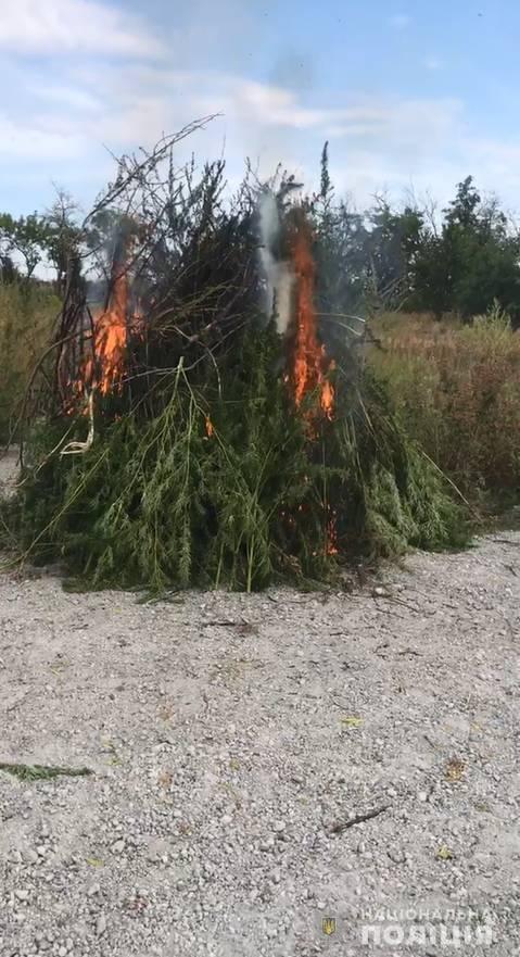 На Донеччині поліцейські знищіли 32 000 незаконно висіяних рослин конопель