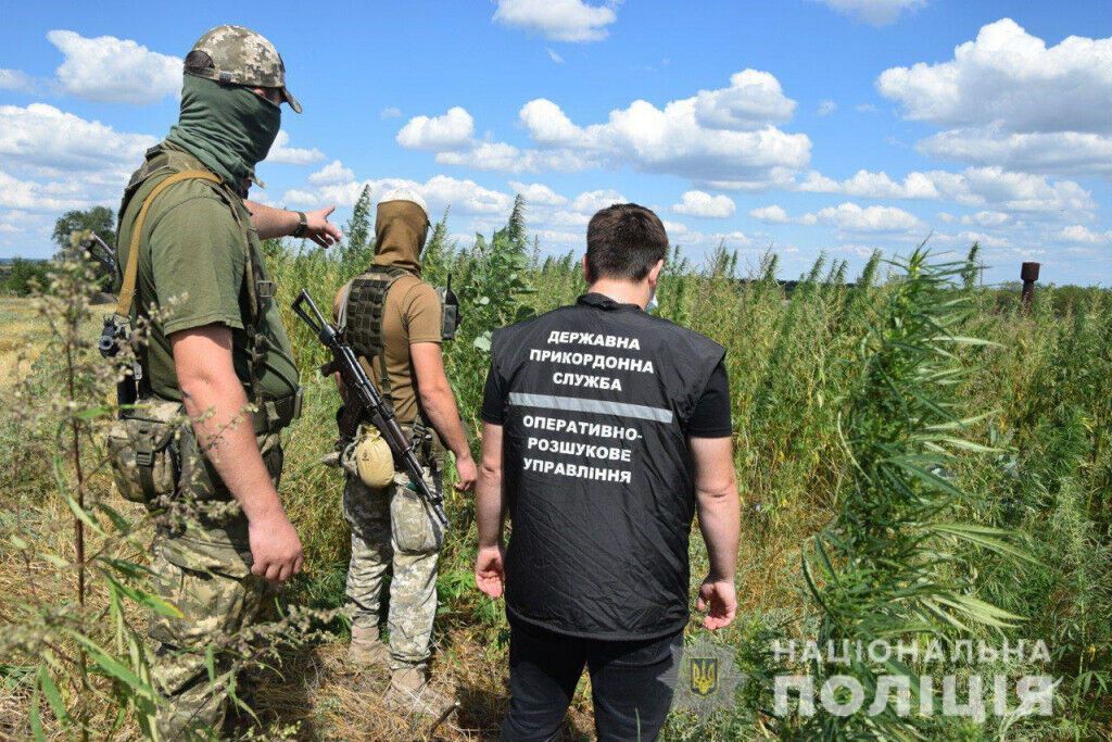 Поліцейські Маріуполя спільно із прикордонниками ліквідували плантацію конопель