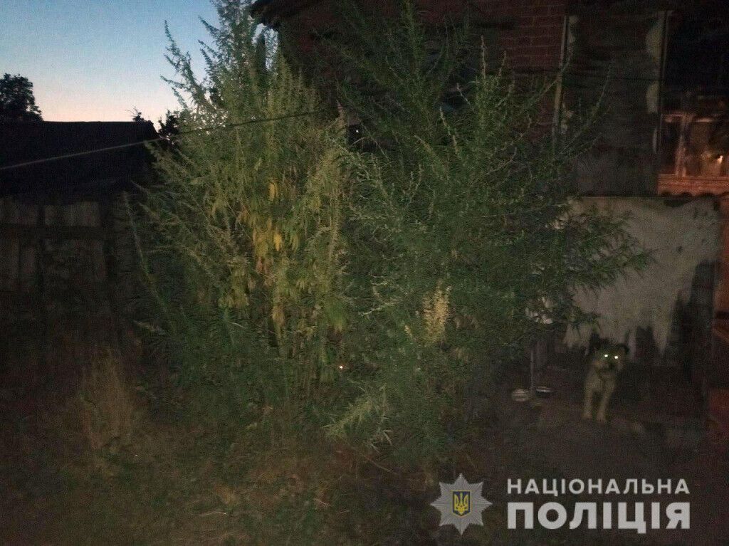 Посіви конопель та марихуана: за вихідні поліцейські Донеччини викрили шістьох нарколюбителів