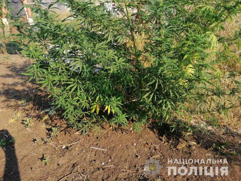 Посіви конопель та марихуана: за вихідні поліцейські Донеччини викрили шістьох нарколюбителів
