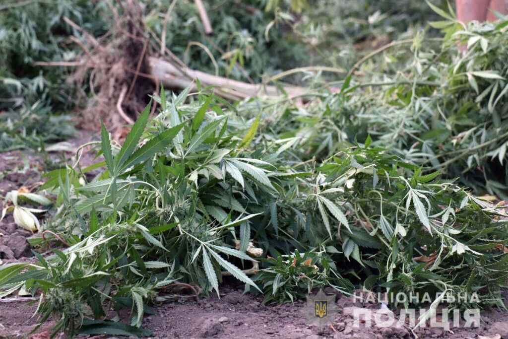 В Маріуполі обласні поліцейські перекрили канал збуту марихуани (ВІДЕО)