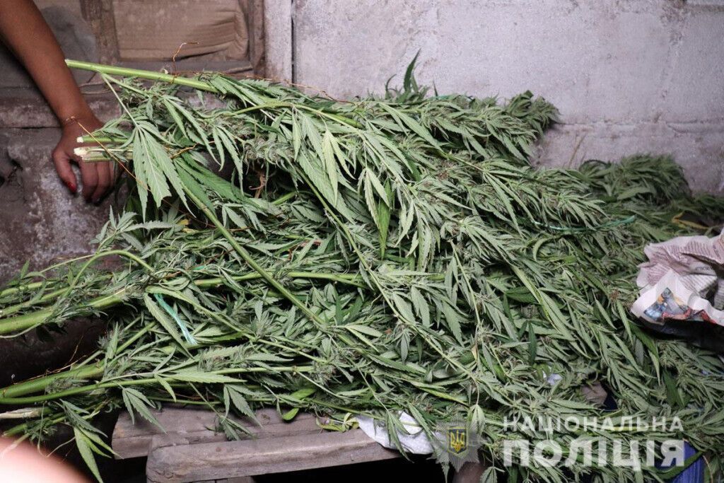 В Маріуполі обласні поліцейські перекрили канал збуту марихуани (ВІДЕО)