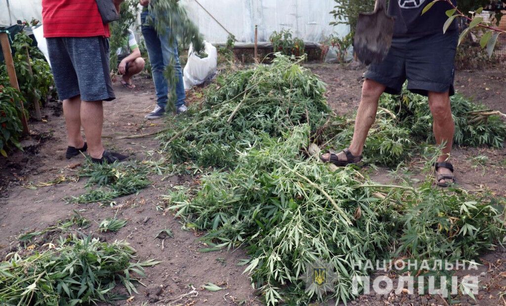 В Маріуполі обласні поліцейські перекрили канал збуту марихуани (ВІДЕО)