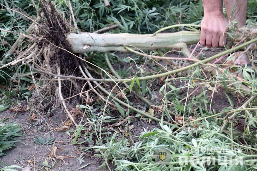 В Маріуполі обласні поліцейські перекрили канал збуту марихуани (ВІДЕО)