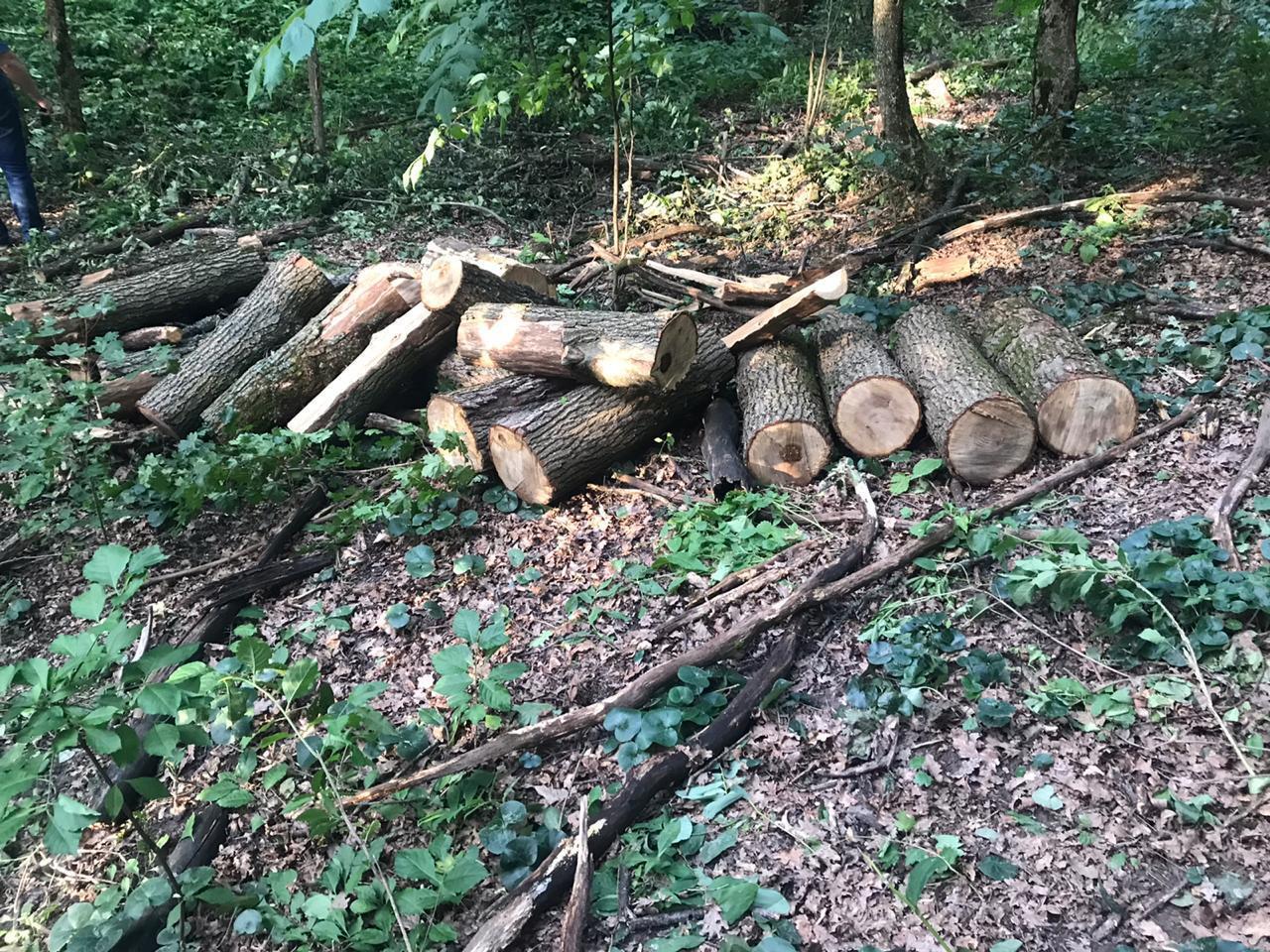 Двоє чоловіків, які вирубали ліс на понад 250 тис. грн, відповідатимуть перед законом (ФОТО)