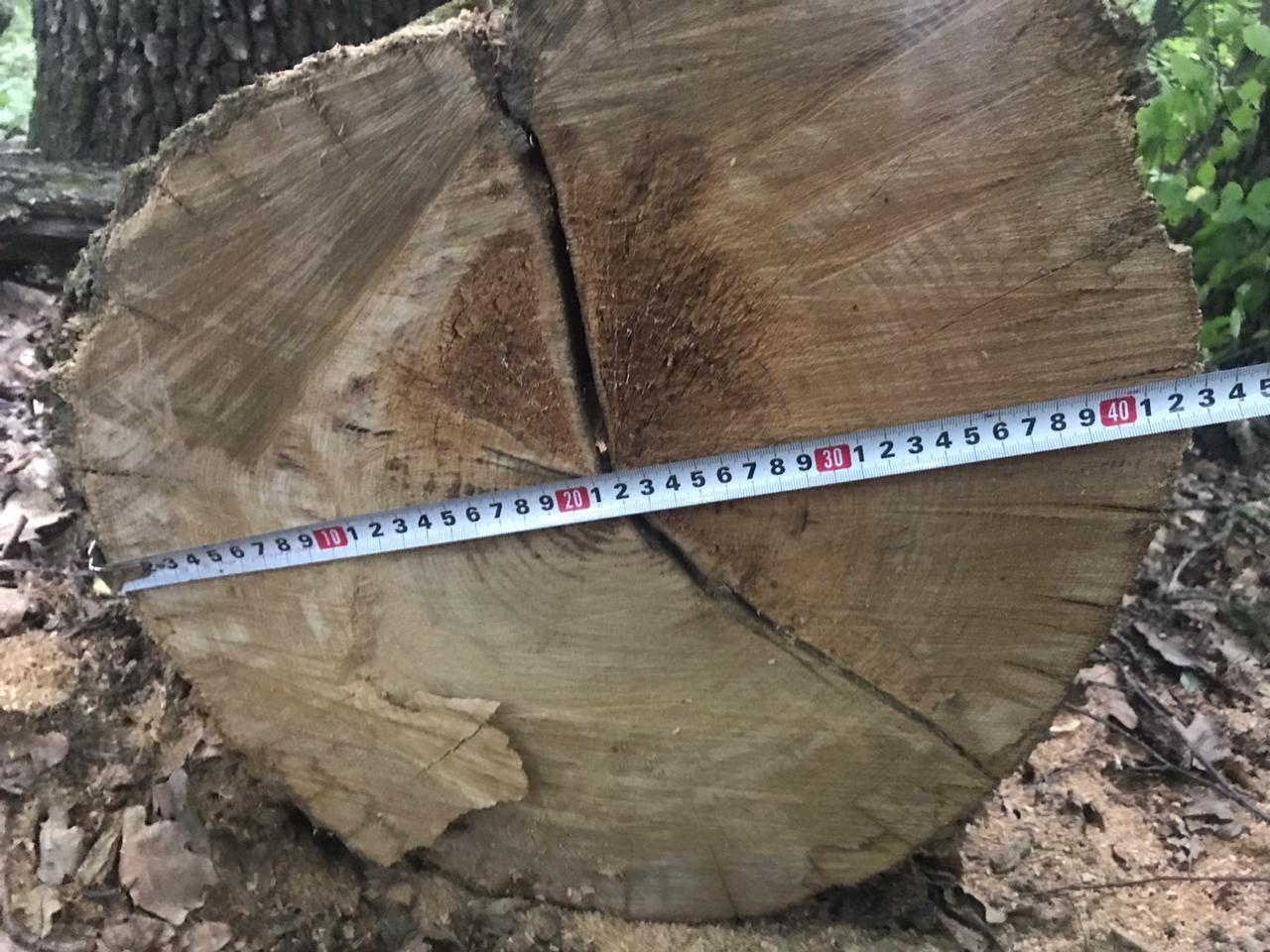 Двоє чоловіків, які вирубали ліс на понад 250 тис. грн, відповідатимуть перед законом (ФОТО)