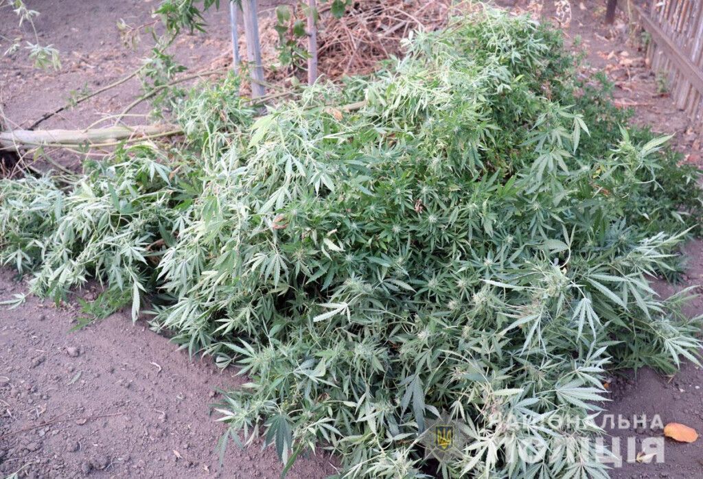 В Маріуполі обласні поліцейські перекрили канал збуту марихуани (ВІДЕО)