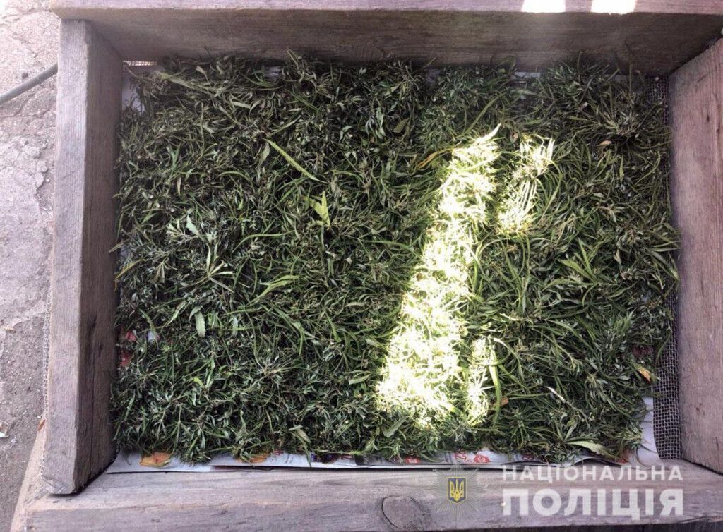 Поліцейські ліквідували в Маріуполі мінігосподарство з виготовлення марихуани