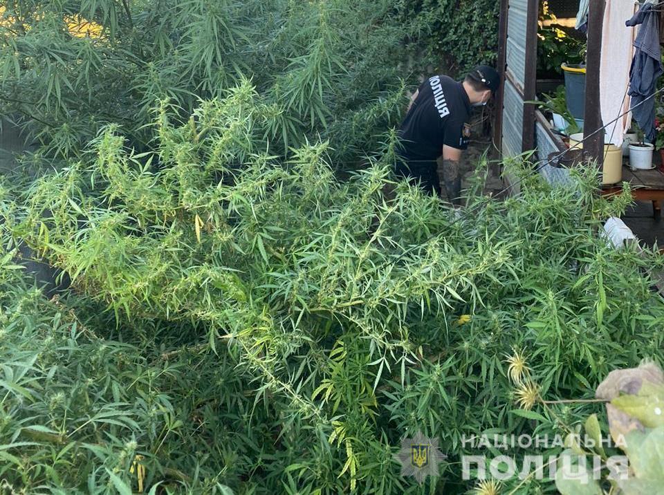 У Ренійському районі Одещини правоохоронці викрили трьох місцевих жителів у вирощуванні конопель