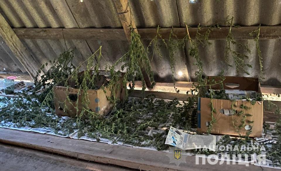 У Ренійському районі Одещини правоохоронці викрили трьох місцевих жителів у вирощуванні конопель