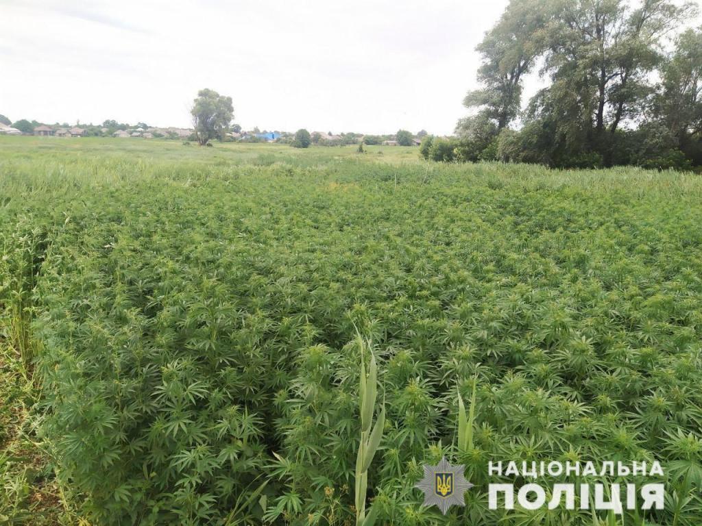 З початку року поліція Донеччини вилучила наркотики на 11 мільйонів гривень