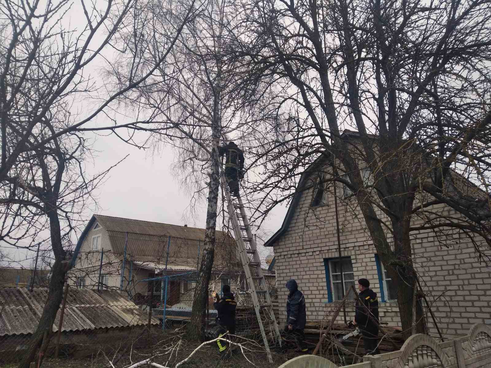 Житомирська область: упродовж доби рятувальники двічі надавали допомогу населенню у прибиранні та зрізанні аварійних дерев
