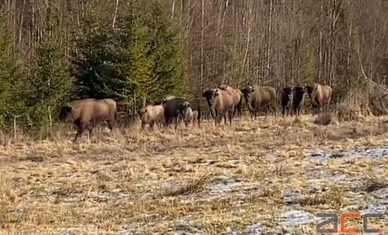 У заказник на Буковині привезли самку зубра з Вінниччини