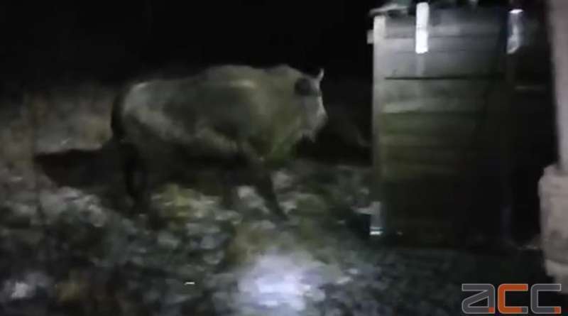 У заказник на Буковині привезли самку зубра з Вінниччини