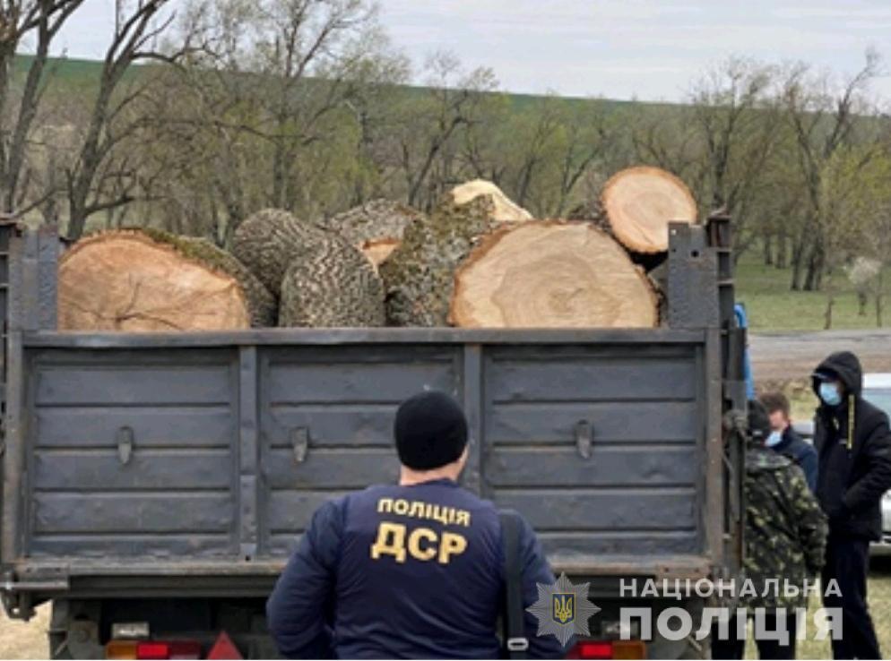 На Одещині учасникам організованої злочинної групи оголосили підозру у привласненні та розтраті лісоматеріалів