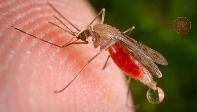  У світі зросла смертність від малярії через пандемію COVID-19 Фото: Укрінформ