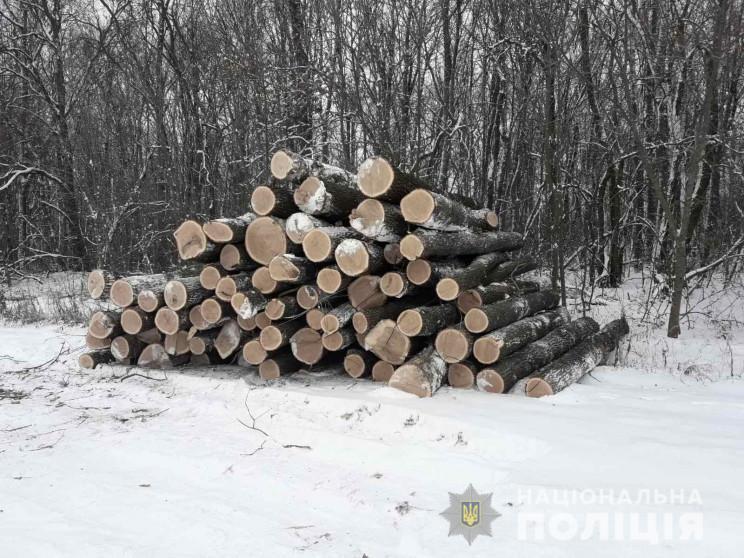 Правоохоронці повідомили трьом жителям Харківщини про підозру в незаконній порубці дерев на майже 800 тисяч гривень