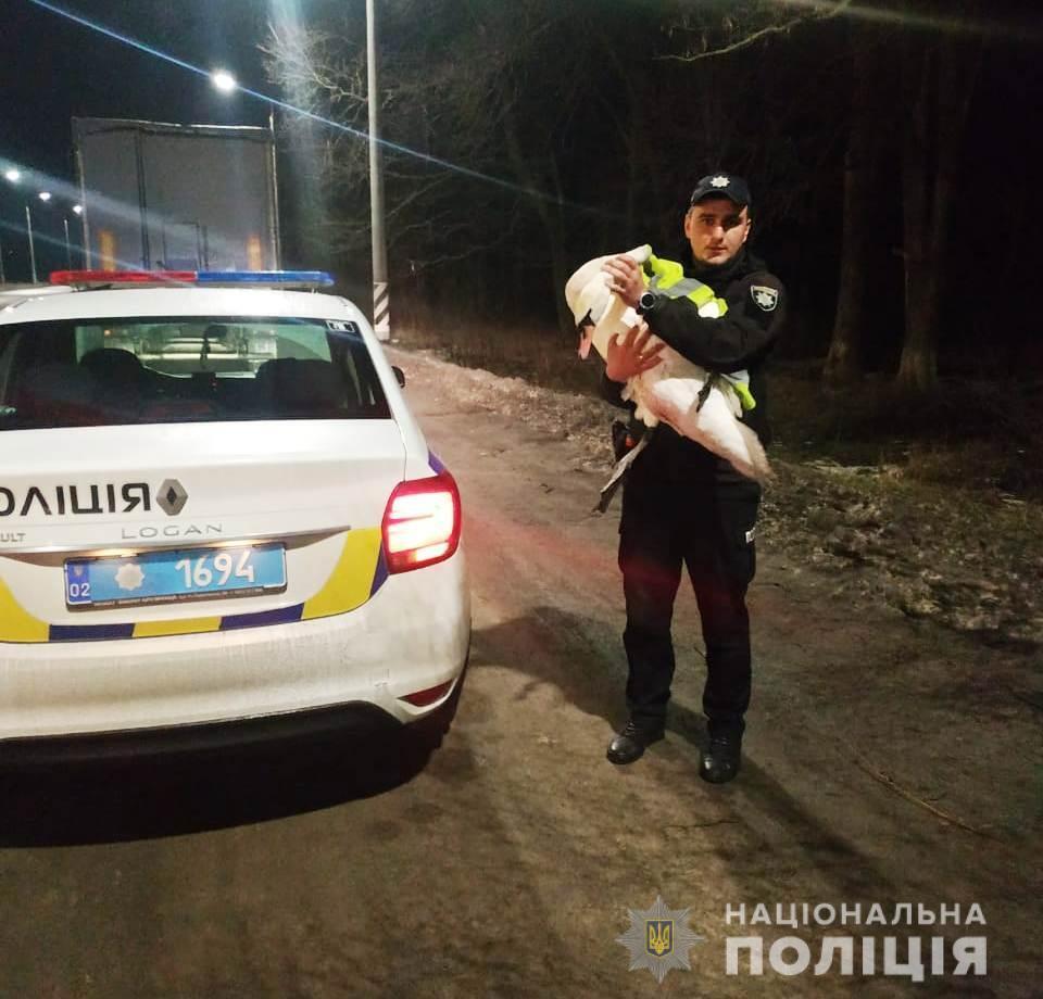 На Вінниччині поліцейські знайшли притулок знесиленому лебедю